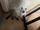 Продажа котят породы Невская маскарадная объявление продам