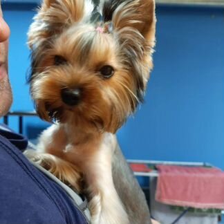 Стрижка собак, кошек, экспресс-линька.Lucky Собаки