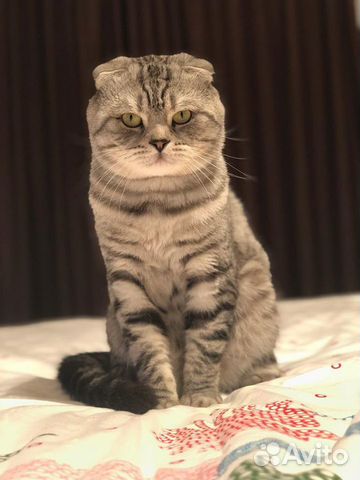 Шотландский вислоухий кот вязка