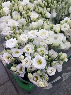 Эустома Росита вайт срезка