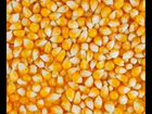 Кукуруза и пшеница