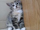 Котенок от сибирской кошки объявление продам
