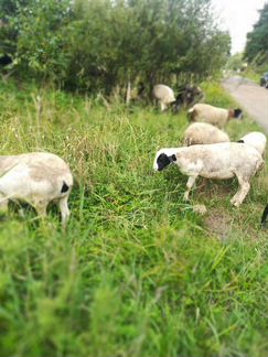 Овцы Бараны Дорпер - фотография № 4