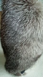 Мех песца (воротник )