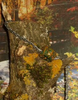 Дредобусина из маньчжурского ореха