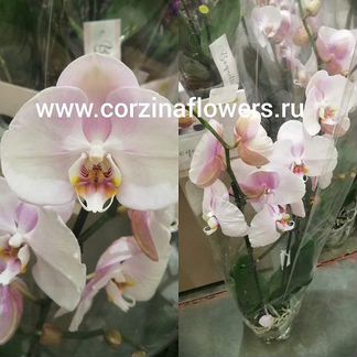 Фаленопсис Шанталь 2 ст 80-90 см