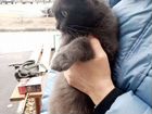 Породистая кошка в добрые руки