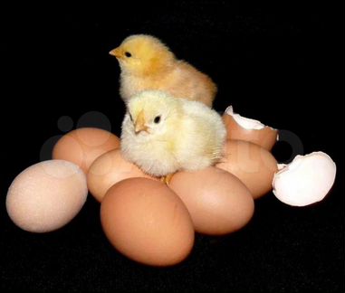 Инкубационное яйцо Кобб 500 на 08.03.2021