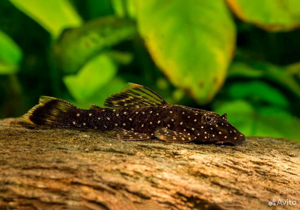 авито сомики аквариумные