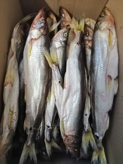 Корюшка вяленая с икрой 25+ дальневосточная