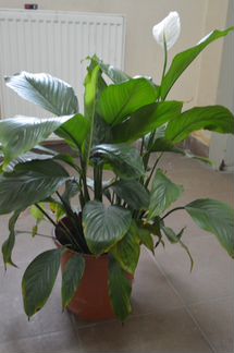 Спатифиллум большой, цветущий
