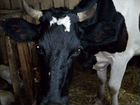 Холмогорская порода коров объявление продам