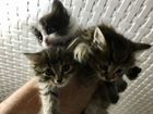 Котята в добрые руки, 4 котёнка объявление продам