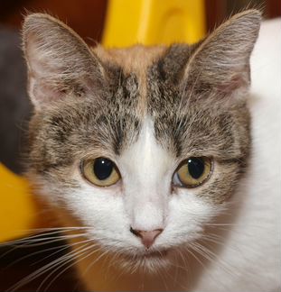Трехцветная кошка молодая кошка Эльза, 1.5 года