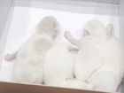 Белые котята породы невские маскарадные объявление продам