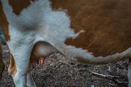 Коровы дойные молочные и телята - фотография № 4