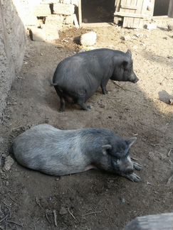 Вьетнамский вислобрюхий свинья - фотография № 1