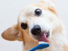 Стрижка и Ультразвуковая чистка зубов собакам