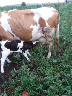 Корова дойная молочная с теленком - фотография № 1