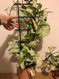 Сциндапсус эпипремнум