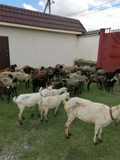 Романовские овцы - фотография № 10