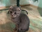 Вислоухий котенок серый объявление продам