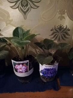 Сансевиерия