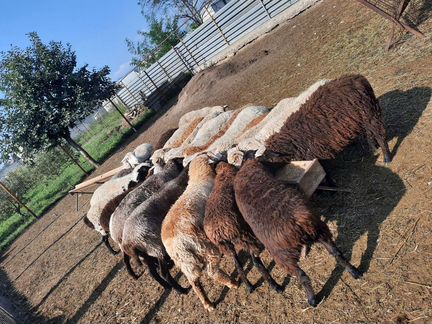Овцы с ягнятами - фотография № 2