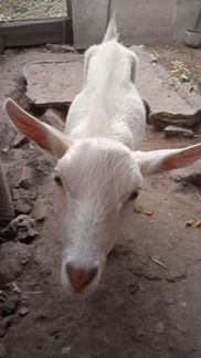 Зааненская коза - фотография № 4