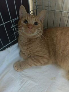 Рыжик хочет домой