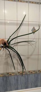 Сансевиерия цилиндрика