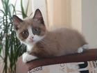 Манчкин мальчик кот - котенок объявление продам
