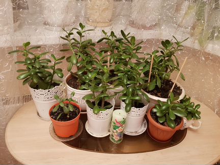 Денежный лес