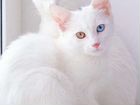 Возьму белого котенка с разными глазами