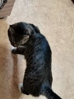 Домашняя ручная кошечка