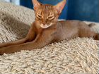 Абиссинская кошка -вязка