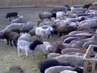 Овцы Гиссары