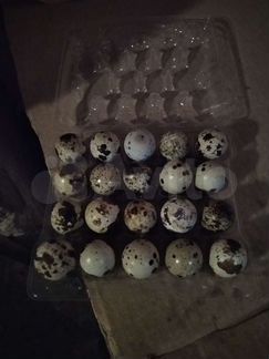 Яйца перепелиные инкубационые