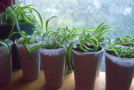 Хлорофитум кучерявый