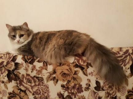 Кошечка в добрые руки
