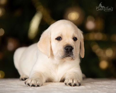 Щенки лабрадора