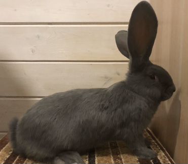 Голубые фландеры