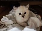 Котенок от сибирской кошки