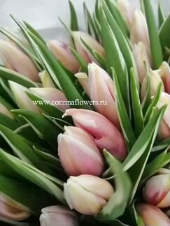 Тюльпан вариегатный Энкель Марк дизайн срезка