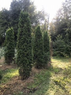 Туя западная Смарагд
