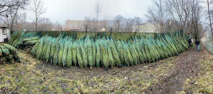 Елки сосны новогодние