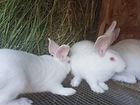 Продам кроликов белый паннон объявление продам