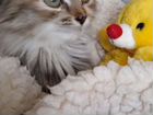 Сибирская кошка в дар объявление продам