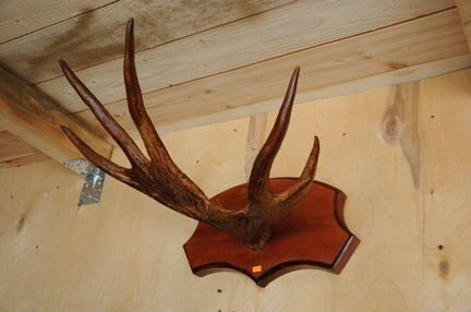 Рога оленьи