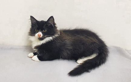 Разные котята (на фото не все)